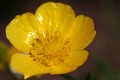 Marie Paule  Bouton d'or 